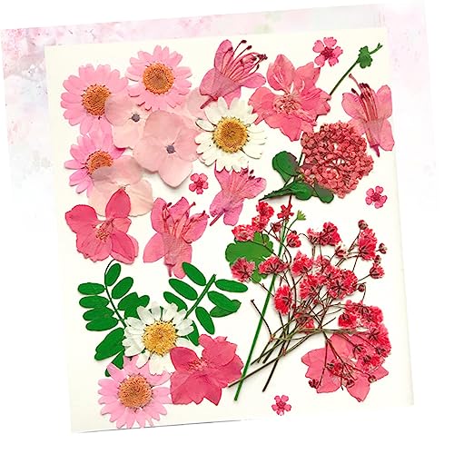 30 piezas de flores secas prensadas para decoración DIY miniatura 4