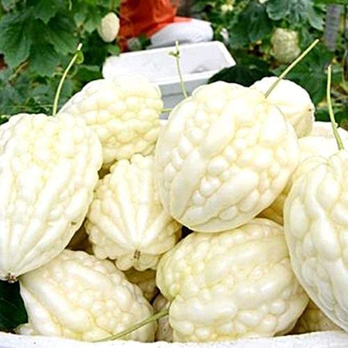 20 Stuks Bittere Kalebas Zaden Voor Tuin Binnenplaats Boerderij Aanplant Jaarlijkse Gezondheid Non-GMO Verse Groente… - Afbeelding 4