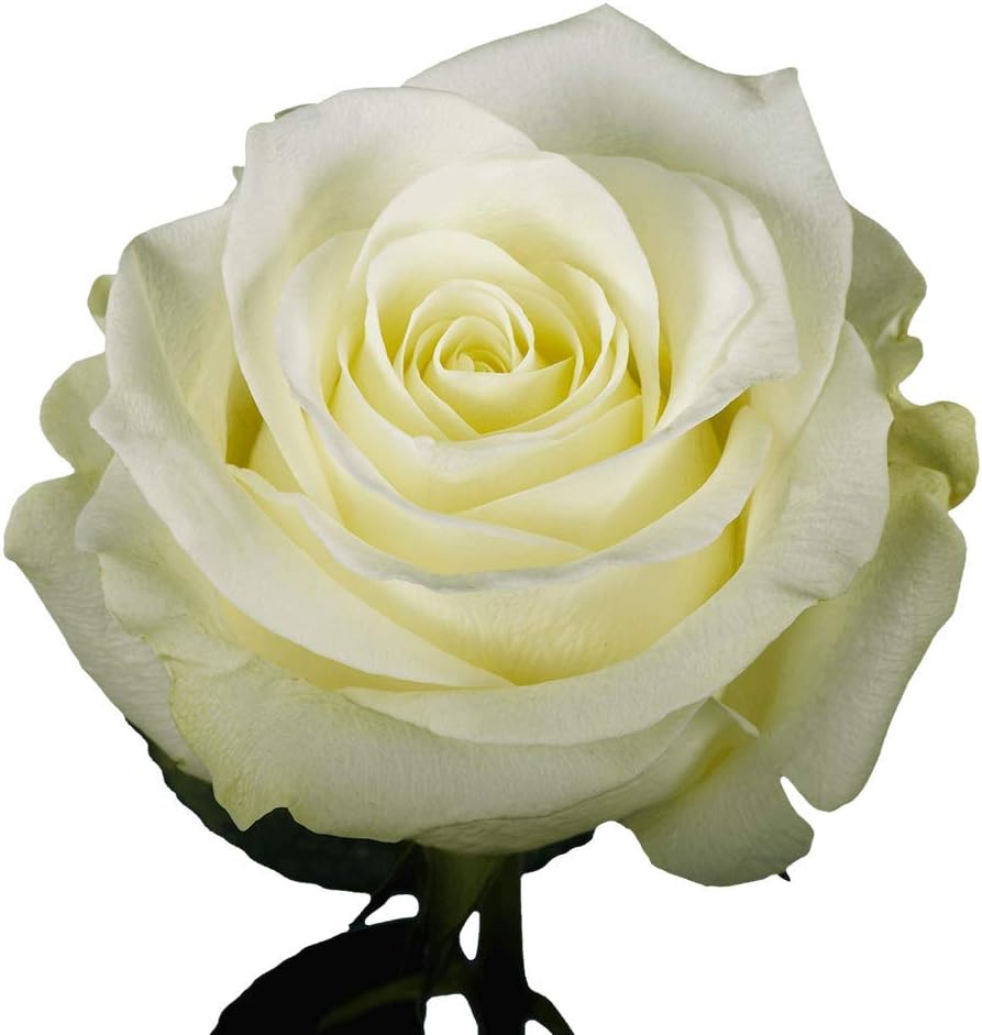 GlobalRose Fresh Dozen Ivory Roses & Fillers - Fresh Flowers Bouquet for Valentine's Day