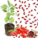 Live Goji Berry Plant Bush for Planting, Goji Berry Ready to Plant, 4 to 10 Inc Tall, Come No Pot, Goji Berries Tree Plant Live