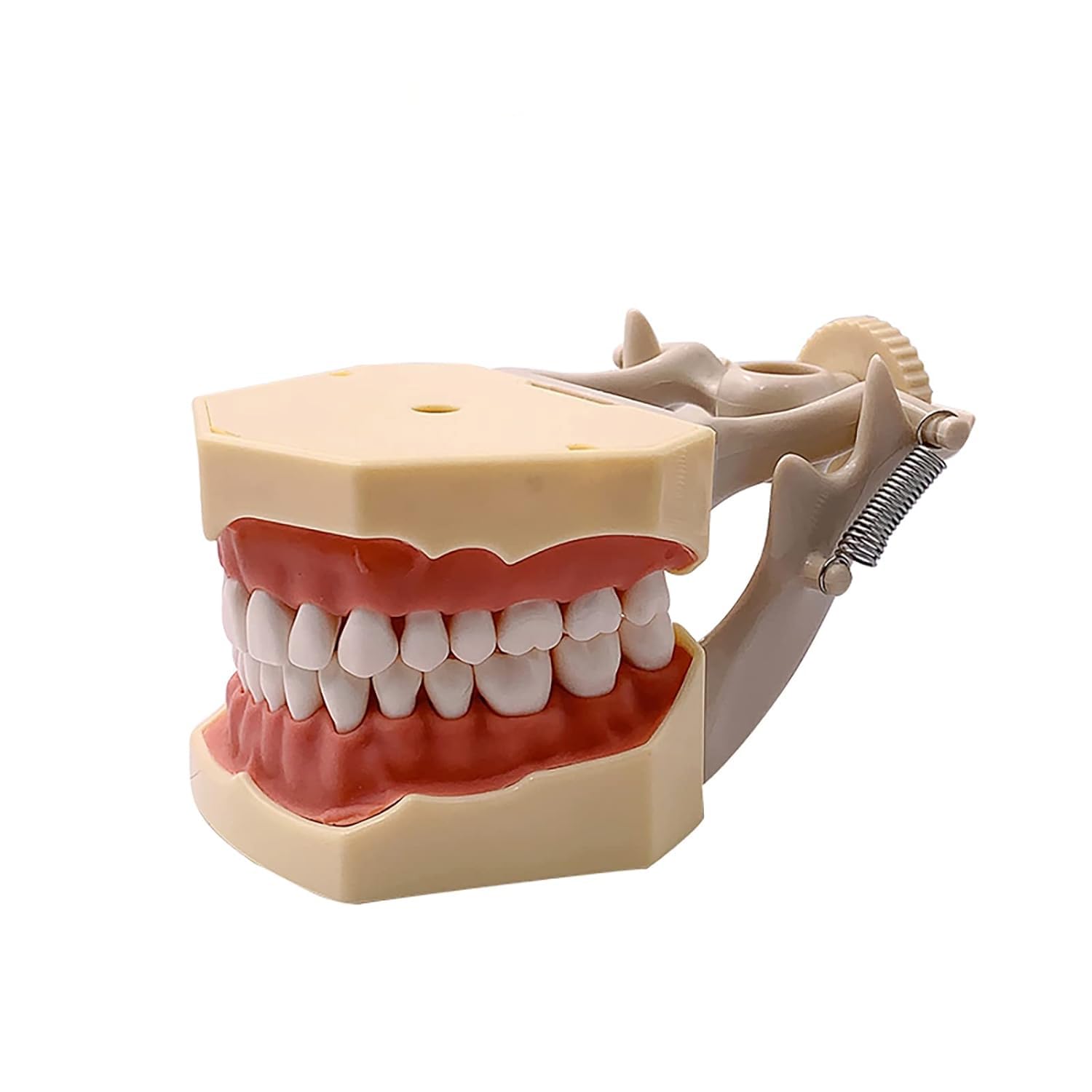 Strumenti Didattici per L'Odontoiatria Modello Anatomico Typodont Typodont con 32 Denti Rimovibili per L'Insegnamento E Lo Studio