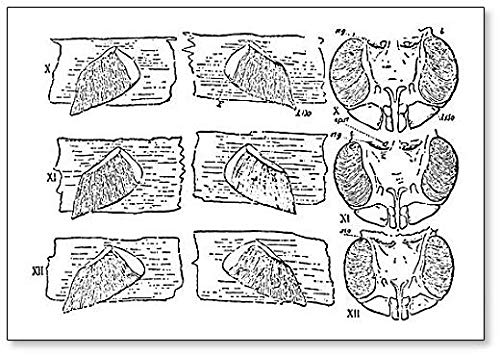 Limulus, Vintage Illustration. 9 Fridge Magnet