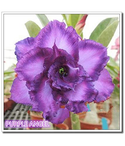 ROYAL LAND Rare Desert Rose Live Plant Purple Angel Adenium Obesum 1 Healthy Live Plant Seedling (B083JK95Z7) Amazon Price History, Amazon Price Tracker