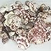 JZMYXA Sea Shells Mixed Beach Seashells Various Maximum Sizes up to 2 Inches Shells Approx. 80 Pieces Seashells