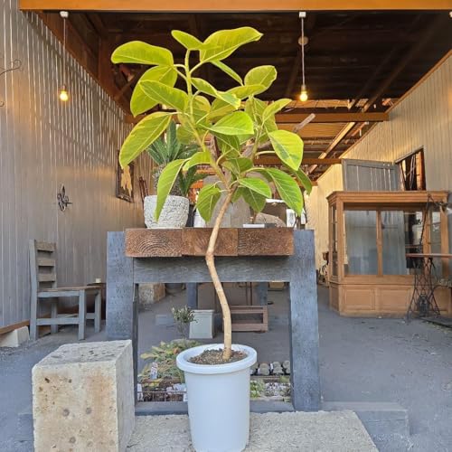 アルテシマ 曲がり」の人気商品一覧 | 安い商品を通販サイトから探す