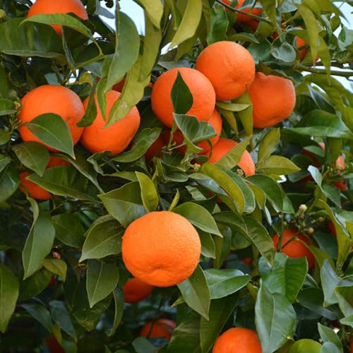 Image of GreenWorld Special Nagpur Orange /Komla Lemon (Pack Of 1 / Guti Kolom) Live Plant,Healthy & Air Layered Plant,''Fruit After 3 to 6 Month''