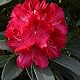 Rhododendron Wilgen’s Ruby – Kompakte Pflanze mit roten Blüten