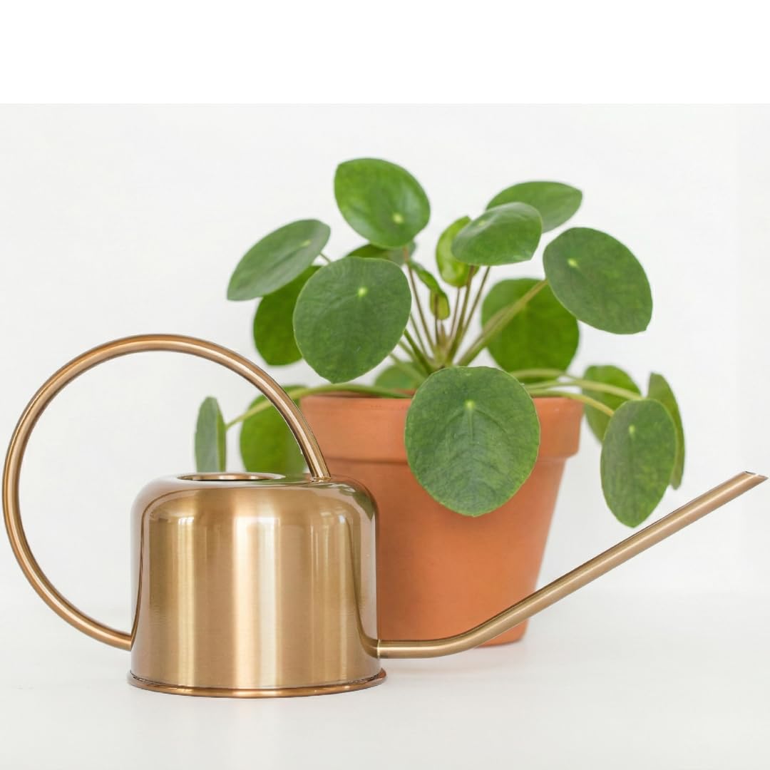 Konewka ze stali nierdzewnej do roślin doniczkowych od Houseplant Resource Centre, pojemność 1 l, do roślin wewnątrz/na zewnątrz, ze szczotkowanego złota