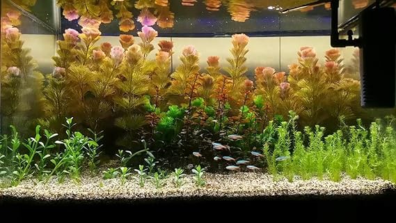 Red Cabomba (Cabomba Furcata) Aquarium Plant 16 Stem (B0CRHZL78F) Amazon Price History, Amazon Price Tracker