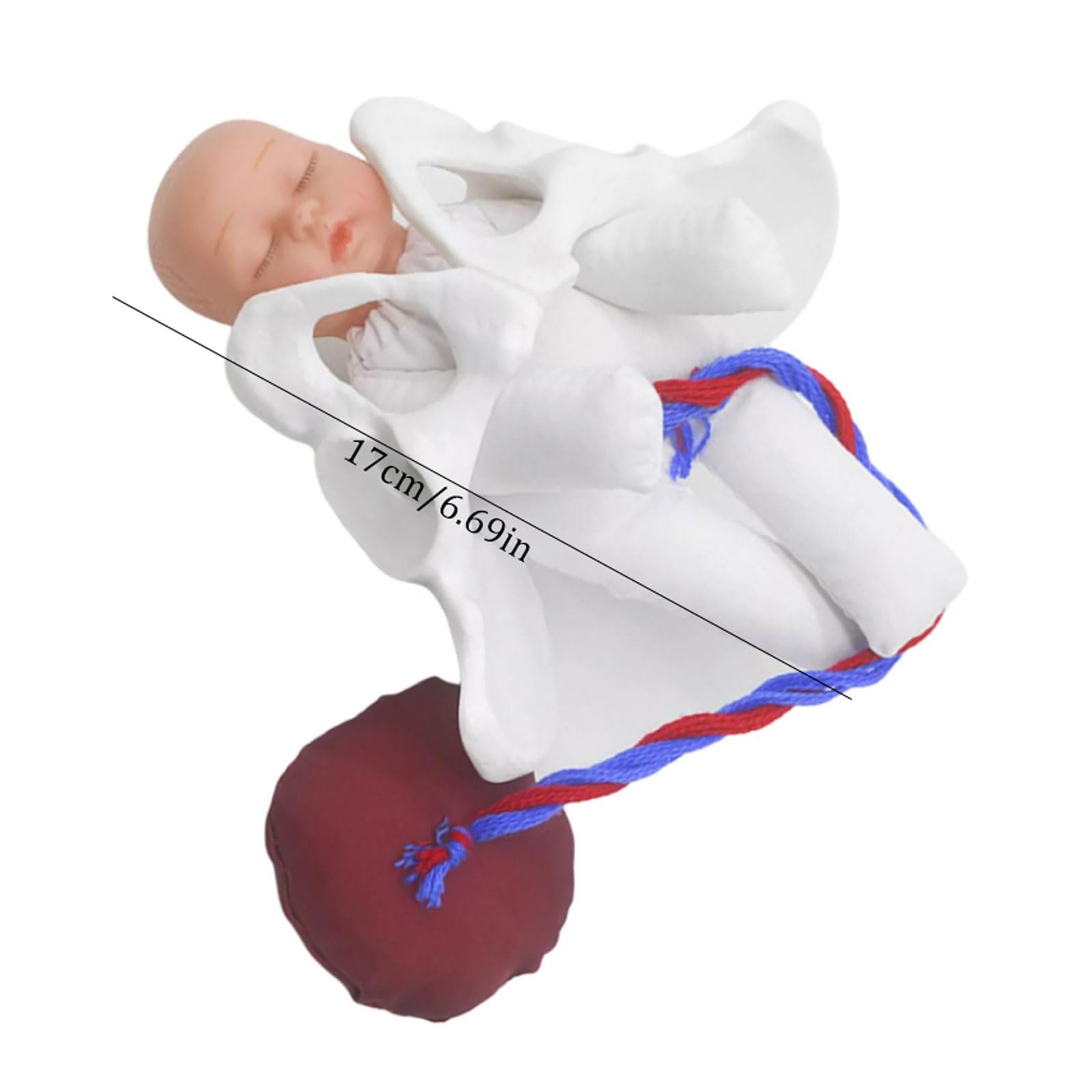 Amazon.co.jp: 人体模型 シミュレーター分娩骨盤モデル助産