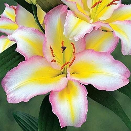 Imported Excellent Quality Asiatic lily Flower Bulbs for Home Outdoor Gardening Plants Flowering Bulbs (Pack Of 2)