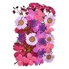 Natuurlijke geperste bloemen voor bloemendecor en telefooncase decoratie gemengde echte geperste gedroogde bloem voor…