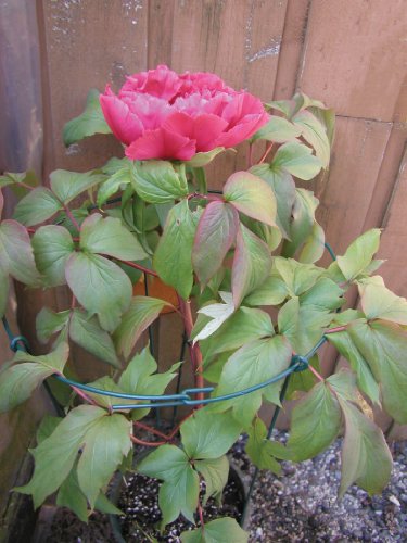 Luster Leaf 978 Double Peony Flower Support