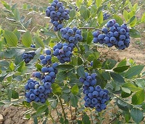 Blueberry Vaccinium Myrtillus 50 Seeds Garden Fresh Fruit Healthy