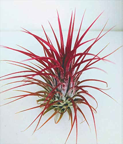 Tillandsia Air Plants Collection Indoor House Plant Flower for Gift Present Special Ocassion (Tillandsia Ionantha red)