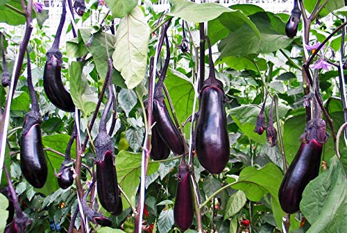 Seeds Eggplant Aubergine Long Pop Black Vegetable Heirloom For Planting Non Gmo #TOP2