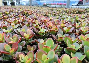 植物少女（額付き） 楽天市場】シャングリラ セデベリア Mサイズ 5.5cmポット