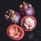 Purple Mangosteen