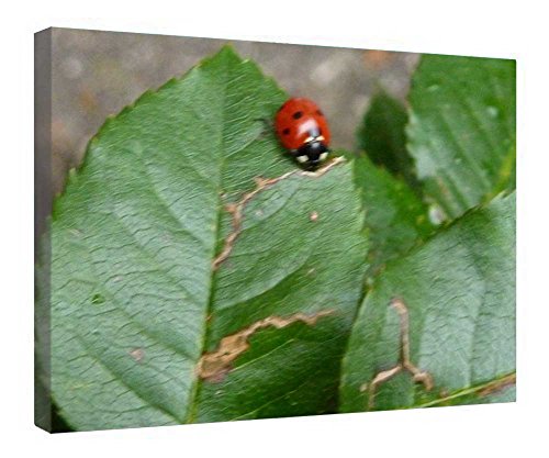 Toile encadrée bois coccinelle tableau nature 40,6 x 50,8 cm pour maison