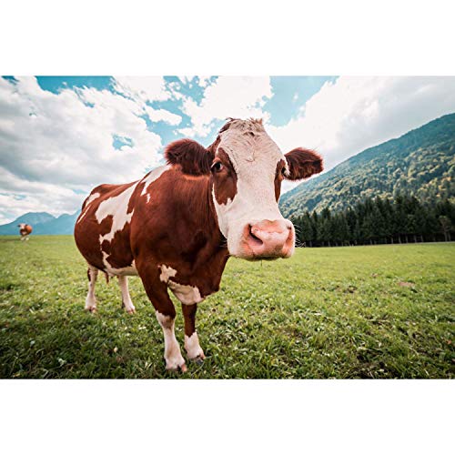 Affiche poster vache dans un pré grand angle pour une décoration murale nature en 91x137cm