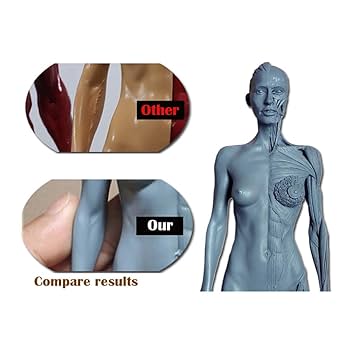ANATOMY - FEMALE 解剖学模型 Human Female Anatomy Model 1/6th scale - Extended Set(newly