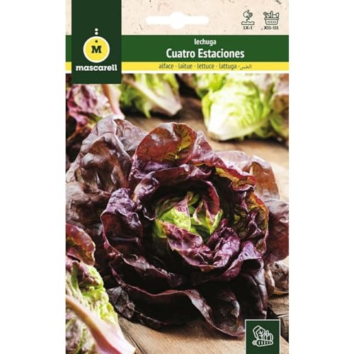 Mascarell Semillas, LECHUGA, Semillas Huerto, LECHUGA REPOLLO CUATRO ESTACIONES, Crea tu Propio Huerto Urbano y Cultivo en Casa, Plantas Hortícolas, 6 Gramos