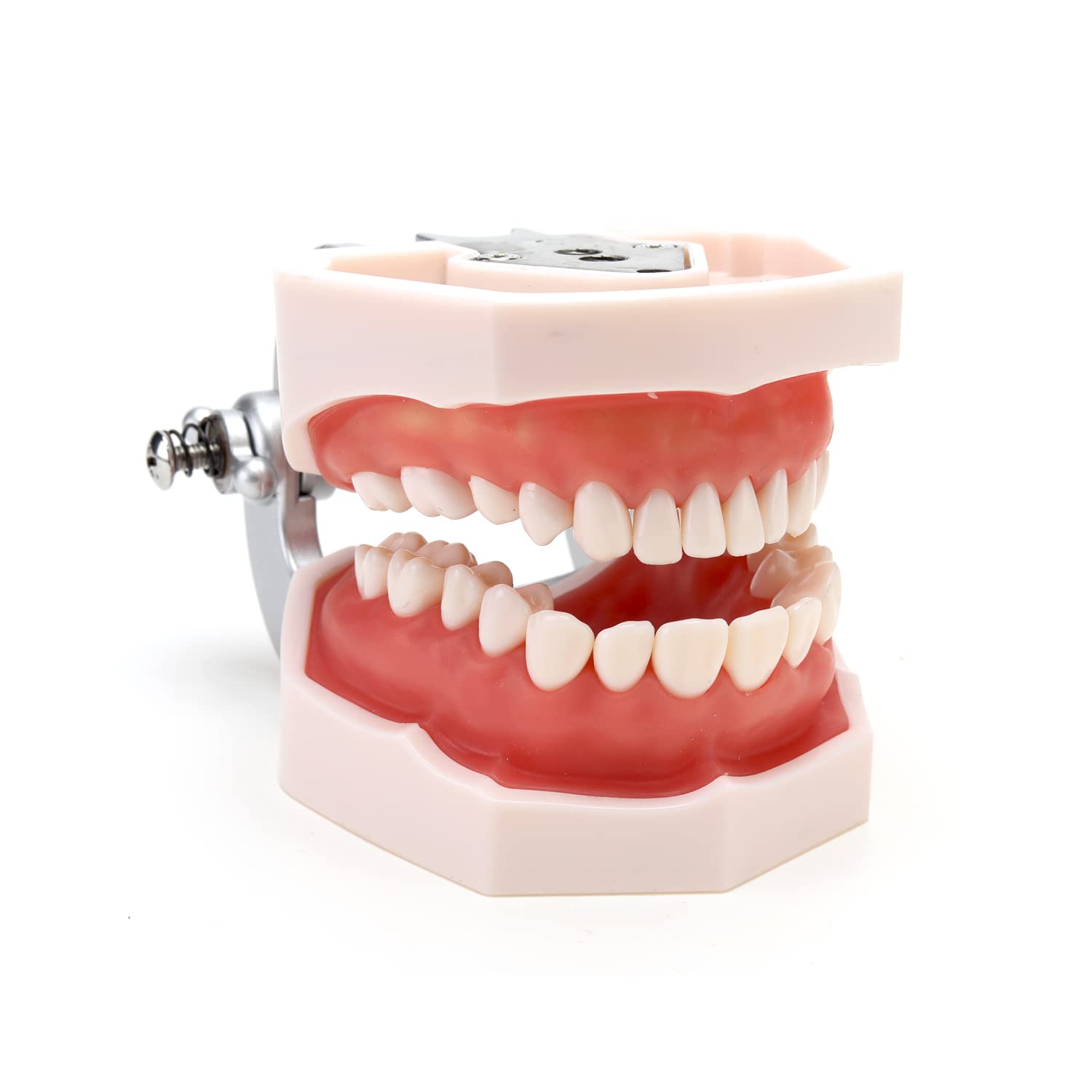 MIIRRDental Teeth Model, Adult Denture Model with 28 Teeth,Detachable Teeth, Teeth Model Suitable for Research and Teaching, for Dental Students, Patient Education, Teaching, Display