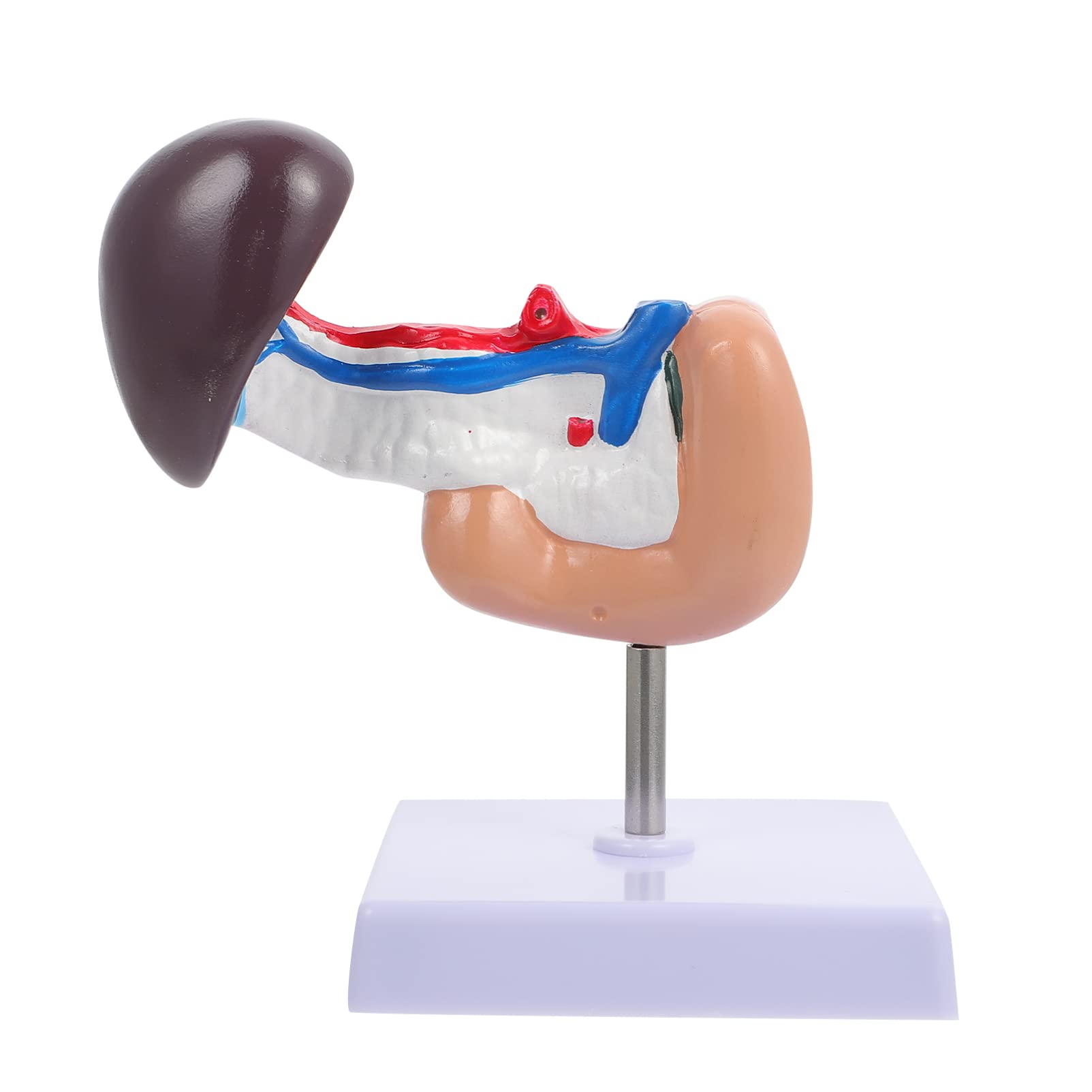 Buy ULTECHNOVO Human Liver Pancreas Liver Dissection Model Hume Liver