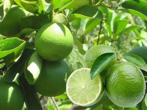 Vietnam Yellow Malta Mousambi All Time Variety Grafted sweet lemon Live Fruit Plnats & Tree (1-1.5 Fet) (B0CNWFTXVQ) Amazon Price History, Amazon Price Tracker