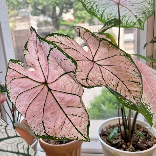 Caladium Seeds, Tropical Foliage Plant, Shade Garden, Container Gardening, Landscape Accent 100pcs