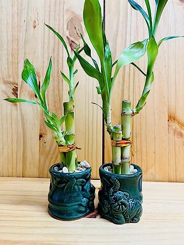 Generic Lucky Bamboo 4 Inch4 Inch6 Inch In Ceramic Vase Green Vase With Red Lines thumb #2