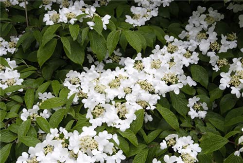 Schneeballpflanze Plantapro Viburnum plicatum Summer Snowflake 3040 cm