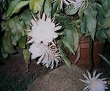 1 Well Rooted of Epiphyllum Orchid Cactus Queen Of The Night Oxypetalum Cereus Plant
