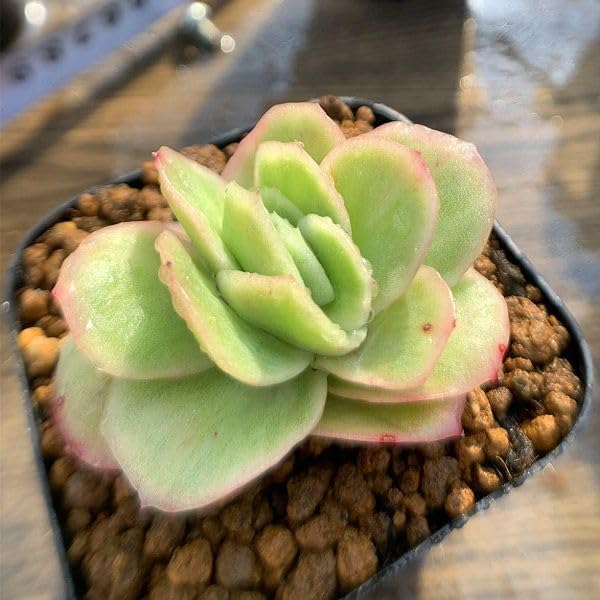 85. 多肉植物 アイスローズ 700円【抜き苗】 多肉植物 アイスラブリーローズ錦 抜き苗 - メルカリ