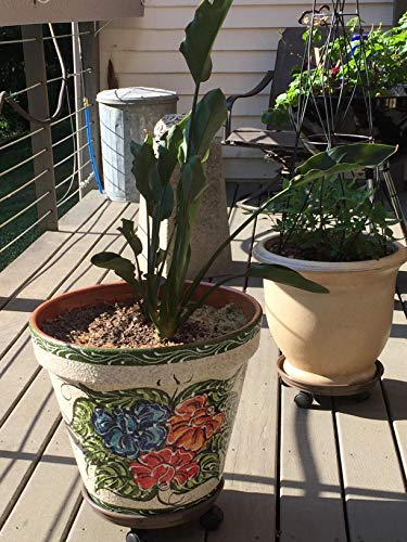 Coadura YY-5BROWN-2PCS Plant Caddy With Wheels 14 Inch - 2 Pack Plant Caddy On Wheels Heavy Duty,Plant Dolly Plant Tray With Wheels Planter Caddies Indoor/Outdoor thumb #6