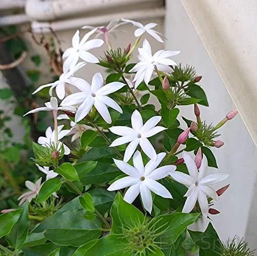 EverSneh Live Real Juhi, Jasminum Auriculatum Live Plant Jasmine Flowering Plant With Plastic Pot (B0B42MJSFZ) Amazon Price History, Amazon Price Tracker