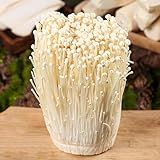 enokisamen wintergemüse küchenkräuter topfpflanzen draußen winterhart pflanzensamen...