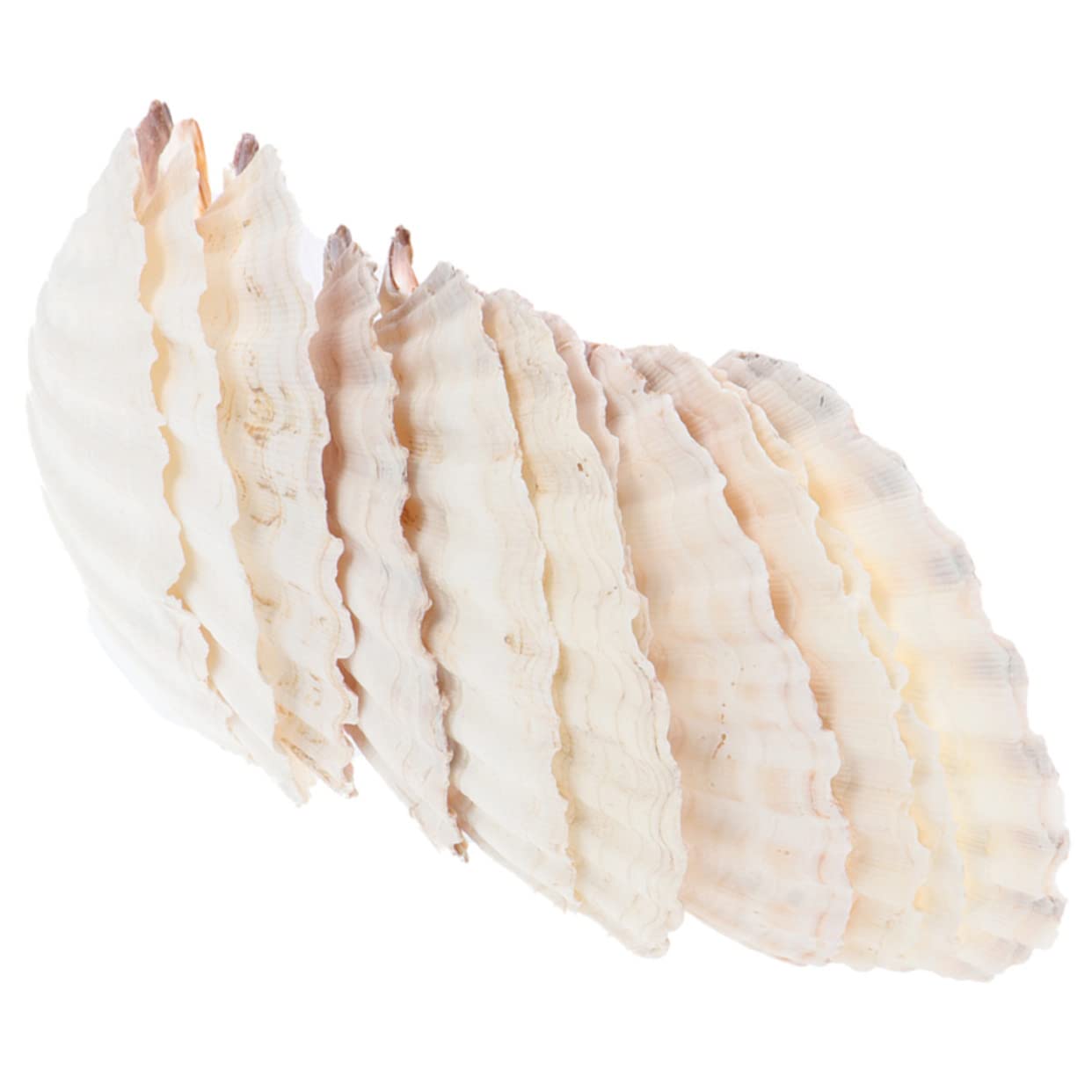 Plato de conchas vieiras naturales ULTECHNOVO grandes para evitar vajilla rota en hornos y fiestas