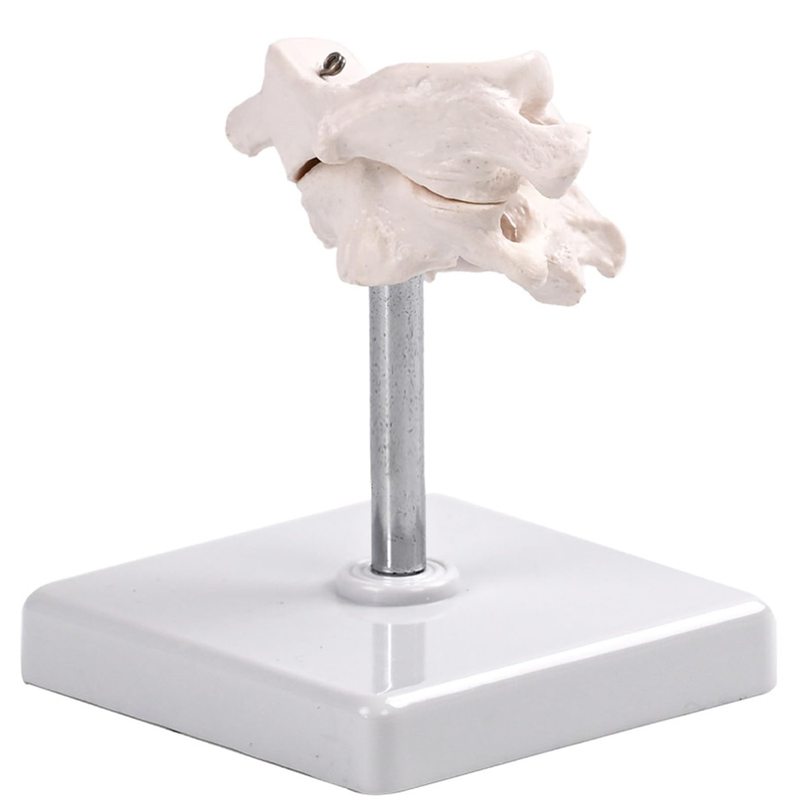 YRQMGSF 1:1 Atlas and Axis Model - Upper Cervical Spine Structural Model - for Medical Teaching Training Aid