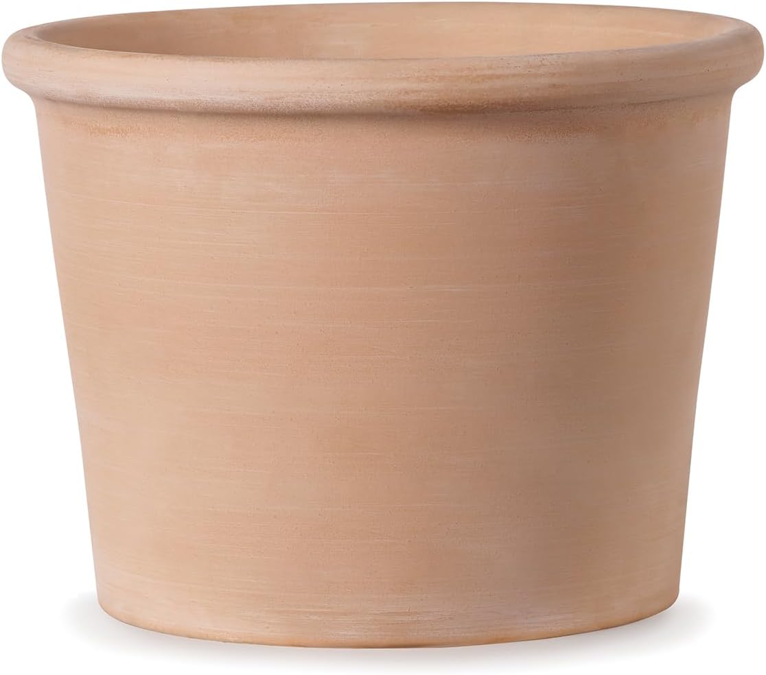 2年生の大きな果実で高糖度の希少品種ブラックビューティ10(BB10