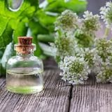 Eden Brothers Angelica Seeds - Holy Ghost