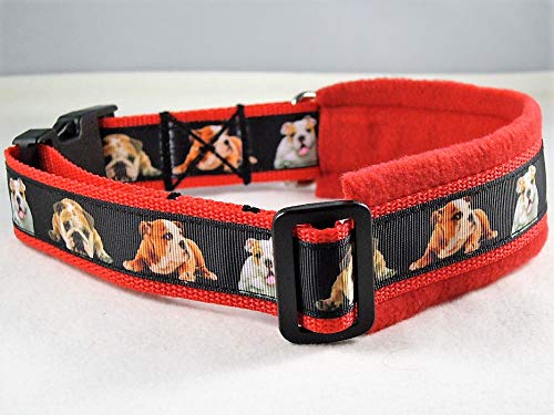 Halsband Englische Bulldogge 50-55 cm Halsumfang