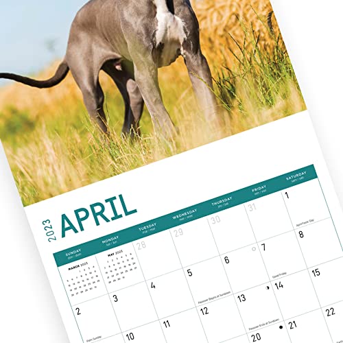 2023 Great Danes Wall Calendar By Bright Day, 12X12 Inch, Cute Adorable Pet Puppy Dog Photography #TOP7