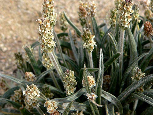 Plantago ovata psyllium semillas Pequeña hierba anual blanco Planta de contenedores Flores (100)