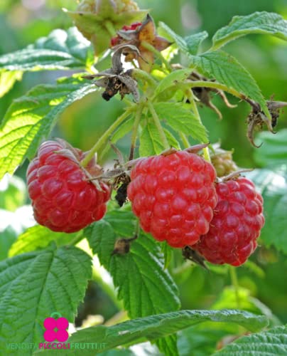 Plante de framboise rouge unifeur 'Glen Ample' - Precoce - vase Ø 14 cm - H 50/60 cm