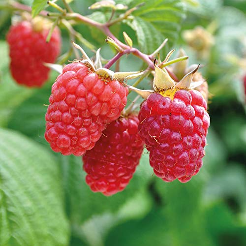 Raspberry Polka Hardy Garden Plants Deliciously Sweet Flavour, Grow Your Own Fruit, Produces Delicious Edible Fruit in Autumn, Easy to Grow, 12 x Bare Roots by Thompson & Morgan