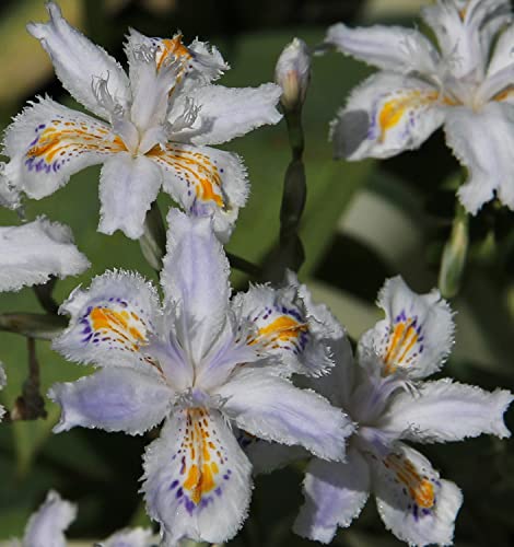 Bulbi da Fiore (3 X Iris japonica)