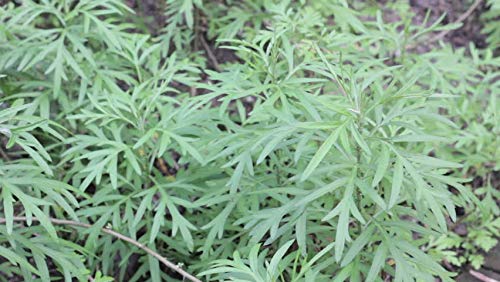 Generic artemisia vulgaris sappling plant, common mugwort, common wormwood, dayana, (B07W4FDMXR) Amazon Price History, Amazon Price Tracker