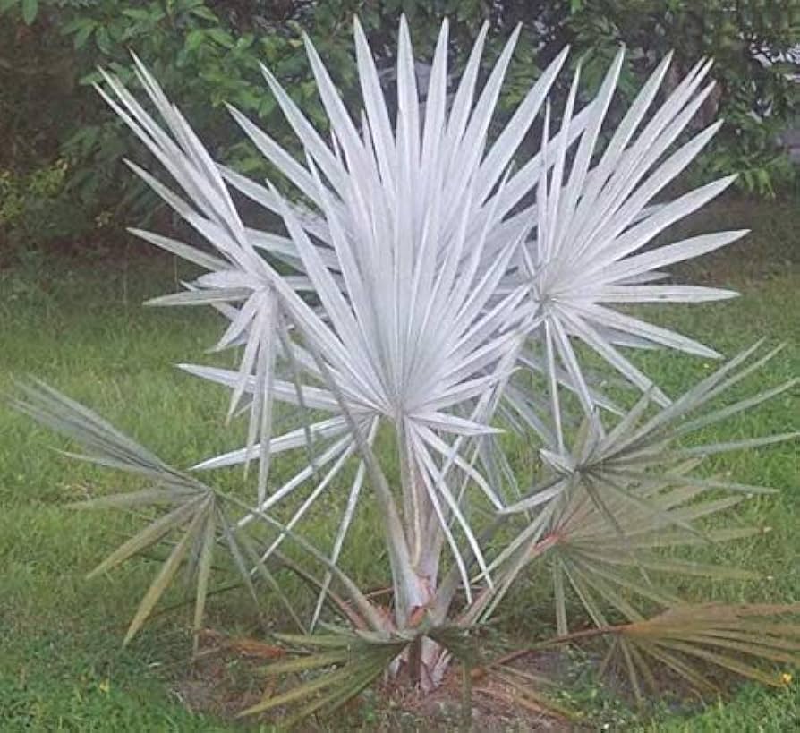 10 Seeds Bismark Palm Bismarckia Nobilis Very Silver Palms!!