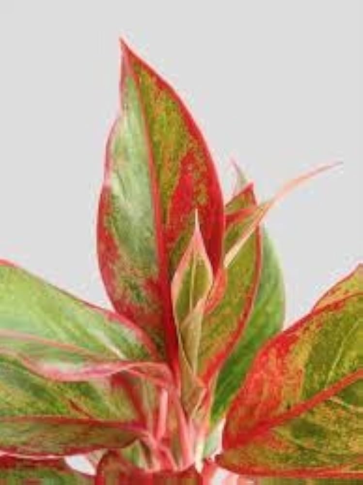 Live Nature Red Lipstic Plant, Multistem Plant Bushy, Verry Beautiful Red Leaf, Air-purifying indoor plant, Easy Care Indoor Ornamental Plant, Without Pot (Pack Of 1) ZP_11-image-36